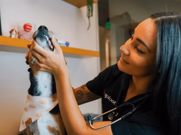 A photo of a dog getting an initial physical exam before dog teeth cleaning at Sploot Veterinary Care, a vet clinic in Chicago, Denver, and Colorado Springs