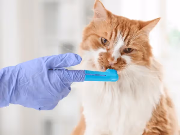 Close-up of one of the steps on how to brush a cat’s teeth or how to clean a cat’s teeth using a dental finger brush for cats
