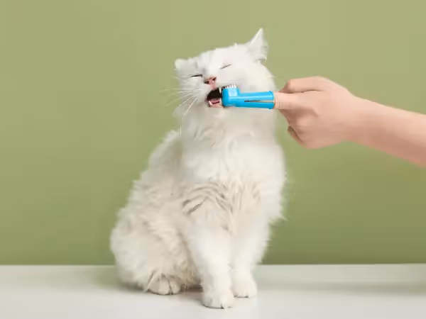 Close-up of one of the steps on how to clean or brush a cat’s teeth using a dental finger brush for cats