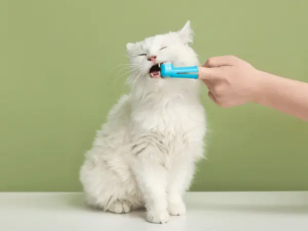 Close-up of one of the steps on how to clean or brush a cat’s teeth using a dental finger brush for cats