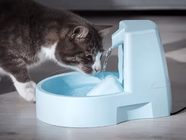 A photo of a cat drinking water with dental water additives, one of the ways to clean a cat’s teeth, especially cats that resist toothbrushing