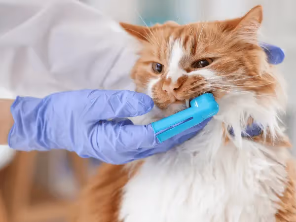 Close-up of one of the steps on how to clean a cat’s teeth using a dental finger brush for cats