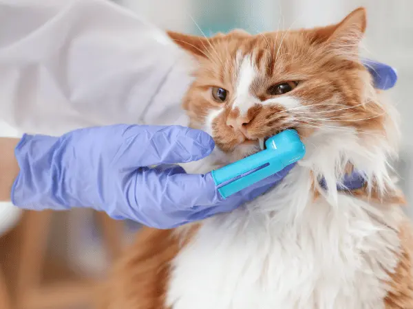 Close-up of one of the steps on how to clean a cat’s teeth using a dental finger brush for cats