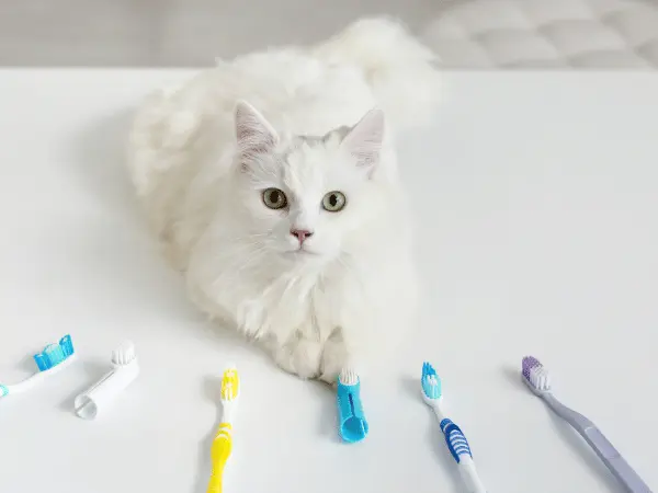 A cat surrounded by cat toothbrushes and placing a paw on a dental finger brush for cats, representing how comfortable most cats are with teeth cleaning using a finger brush