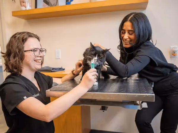 A photo of a cat getting a physical exam before getting veterinary teeth cleaning for cats at Sploot Veterinary Care, a vet clinic in Chicago, Colorado Springs, and Denver