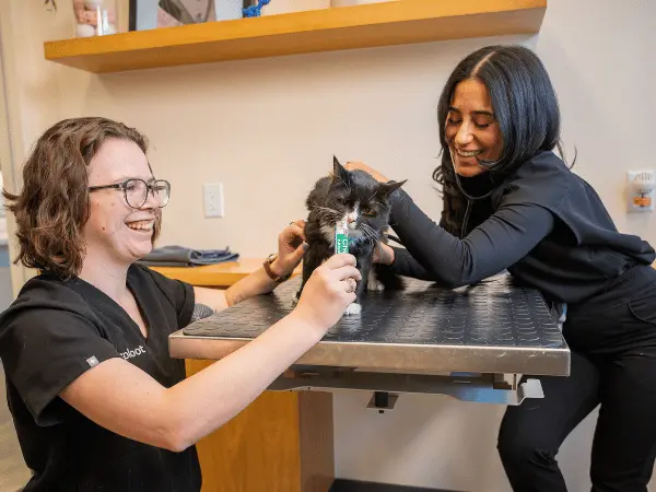 A photo of a cat getting a physical exam before getting veterinary teeth cleaning for cats at Sploot Veterinary Care, a vet clinic in Chicago, Colorado Springs, and Denver