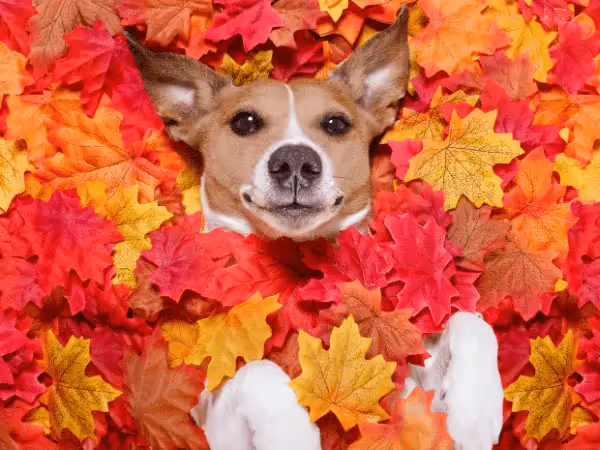 A dog in a pile of autumn leaves, representing fall allergies in dogs and cats