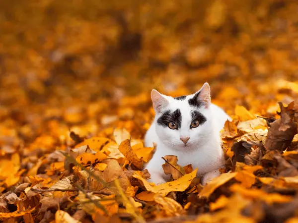 A cat playing outside during autumn, potentially coming into contact with allergens that trigger fall allergies in cats