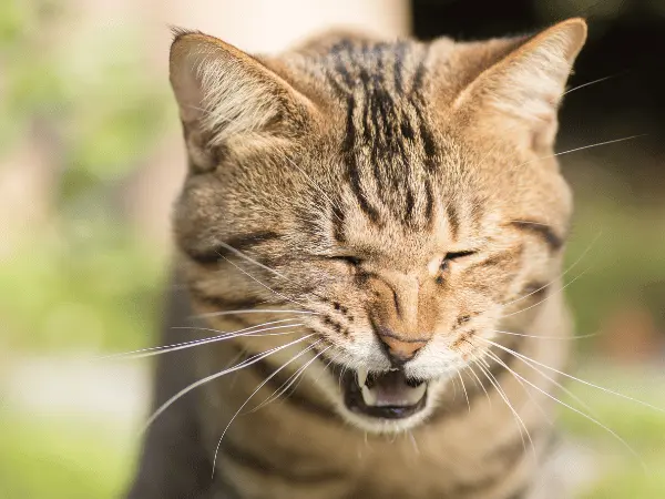 A cat sneezing, representing one of the symptoms of fall allergies in cats as well as dogs