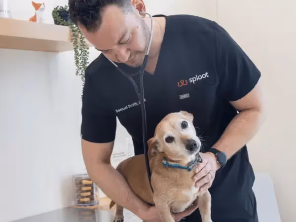 A dog going to Sploot Veterinary Care in Denver, Chicago, or Colorado Springs in order to have allergy testing