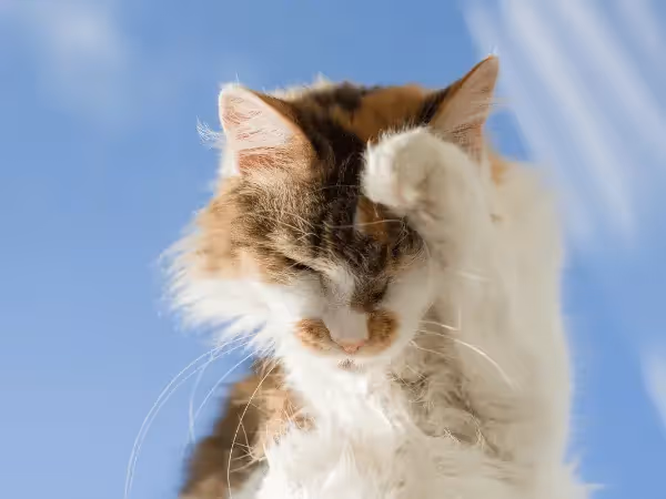 A cat scratching because of cat fall allergies or similar health issues in cats