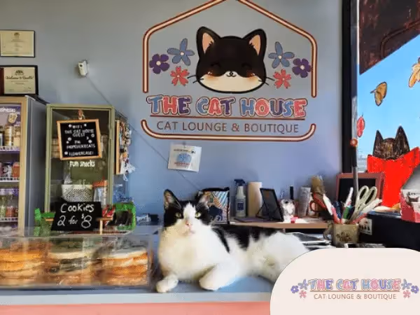 Inside The Cat House Cat Lounge & Boutique, a cat cafe near Chicago Illinois