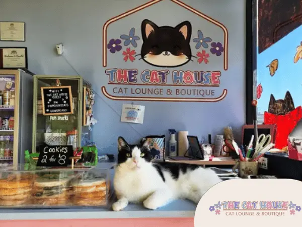 Inside The Cat House Cat Lounge & Boutique, a cat cafe near Chicago Illinois