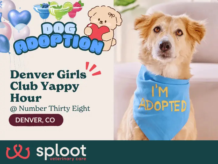 Sip, socialize, and meet adoptable dogs at Yappy Hour with Sploot & Denver Girl’s Club — your first drink’s on us! 🐾🍹