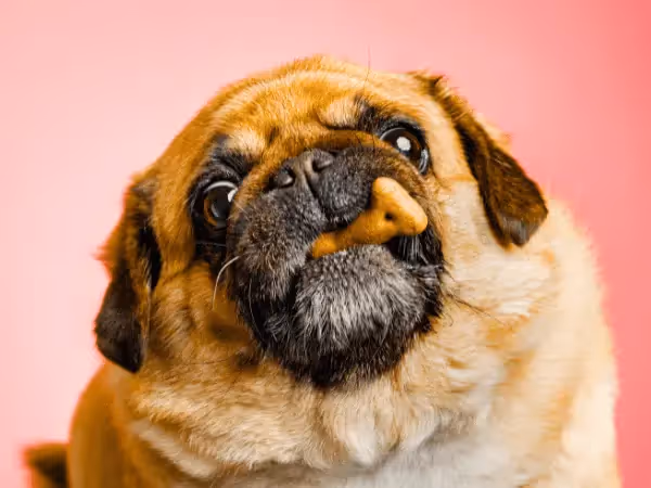 A dog eating a treat to calm down, representing calming chews for dogs or calming treats for dogs