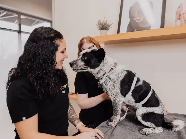 A dog brought to Sploot Vets, a vet clinic in Chicago, Denver, and Colorado Springs, to be assessed if the dog needs calming treats or calming chews for a stressful event