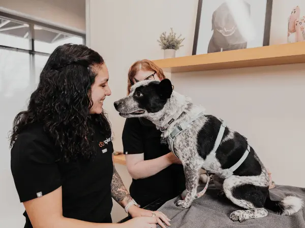 A dog brought to Sploot Vets, a vet clinic in Chicago, Denver, and Colorado Springs, to be assessed if the dog needs calming treats or calming chews for a stressful event