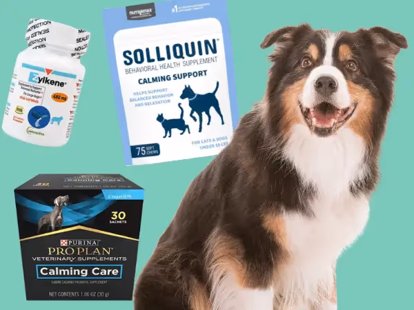 A dog sitting next to images of Zylkene, Solliquin, and Purina Pro Plan Calming Care, examples of calming supplements for dogs