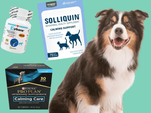 A dog sitting next to images of Zylkene, Solliquin, and Purina Pro Plan Calming Care, examples of calming supplements for dogs
