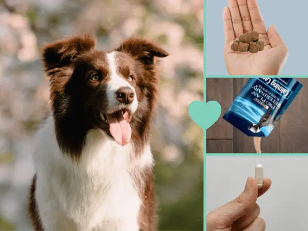 A dog sitting next to images of calming chews for dogs, calming treats for dogs, and calming supplements for dogs