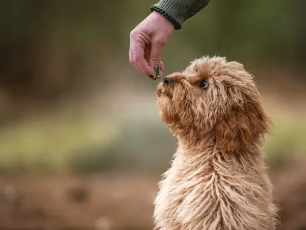 A dog being given a dog chew to calm down, representing calming treats for dogs