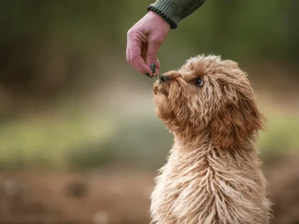 A dog being given a dog chew to calm down, representing calming treats for dogs