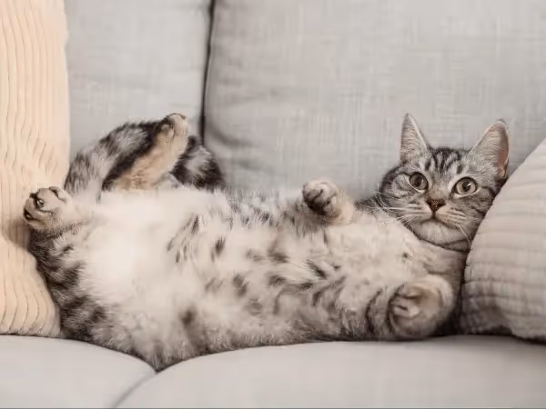 A relaxed cat on the couch, representing the effects of using cat pheromone diffusers and cat pheromone sprays