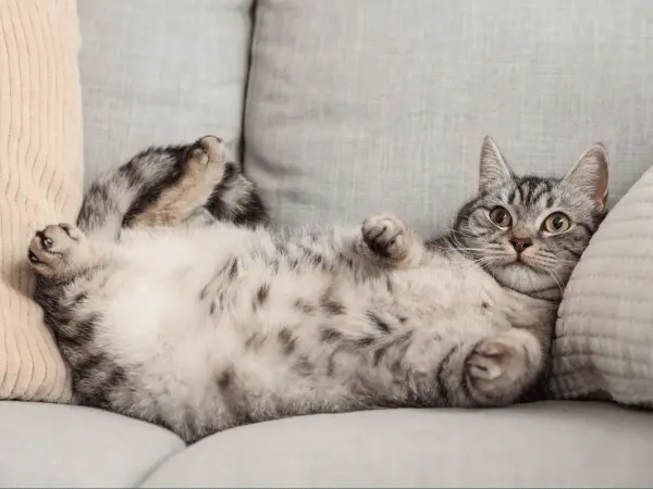 A relaxed cat on the couch, representing the effects of using cat pheromone diffusers and cat pheromone sprays