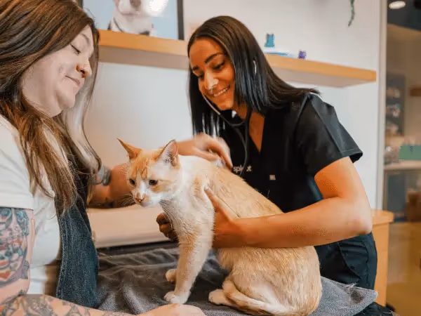 A cat brought to Sploot Veterinary care, a vet clinic in Chicago, Denver, and Colorado Springs, for behavioral consultation and to inquire about using calming cat pheromones