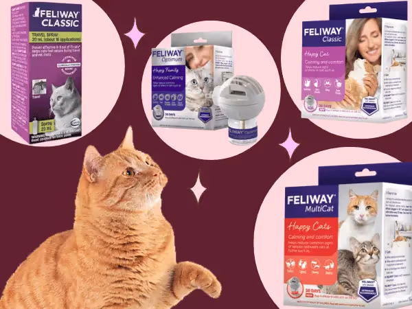 A variety of calming cat pheromone sprays and cat pheromone diffusers from Feliway, including Feliway Classic, Feliway MultiCat, and Feliway Optimum in one layout, beside a ginger cat