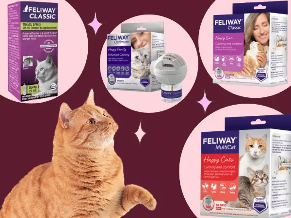 A variety of calming cat pheromone sprays and cat pheromone diffusers from Feliway, including Feliway Classic, Feliway MultiCat, and Feliway Optimum in one layout, beside a ginger cat