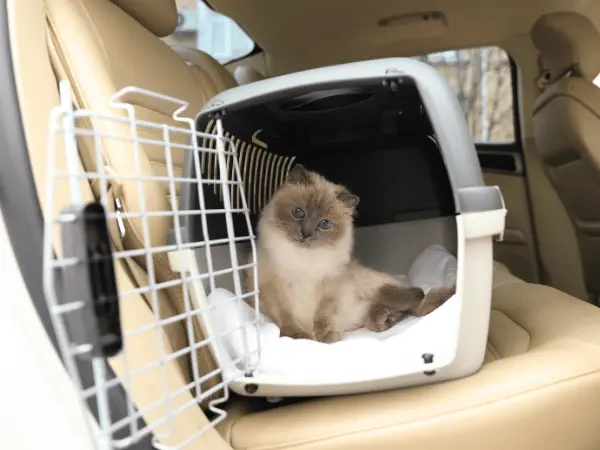 A cat calmly inside a crate, representing the calming uses of cat pheromone sprays while traveling with a cat