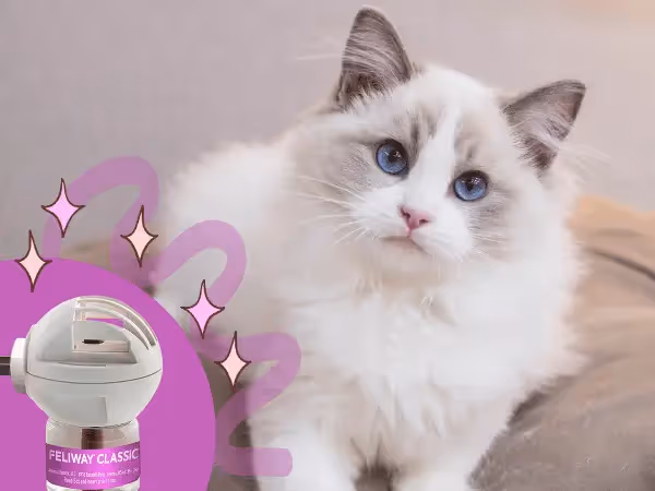 A calm cat sitting beside a cat pheromone diffuser