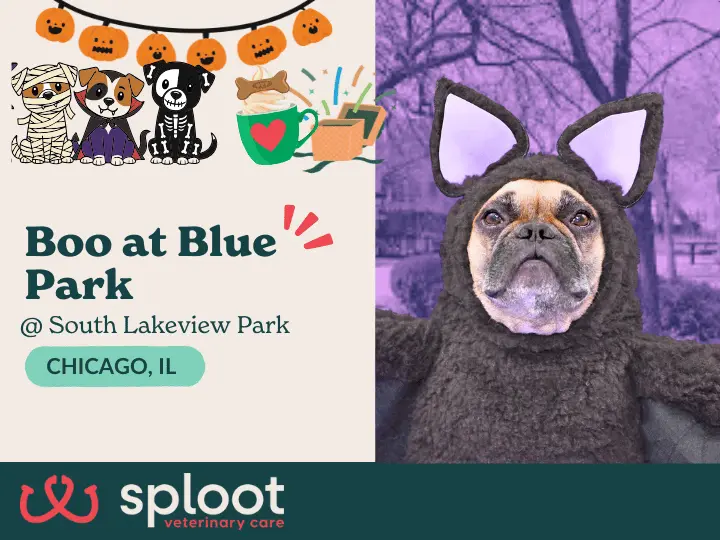 Join Sploot at Boo at Blue Park Oct 26! Costumes, parades & Halloween fun for pups and families at South Lakeview Park, Chicago!