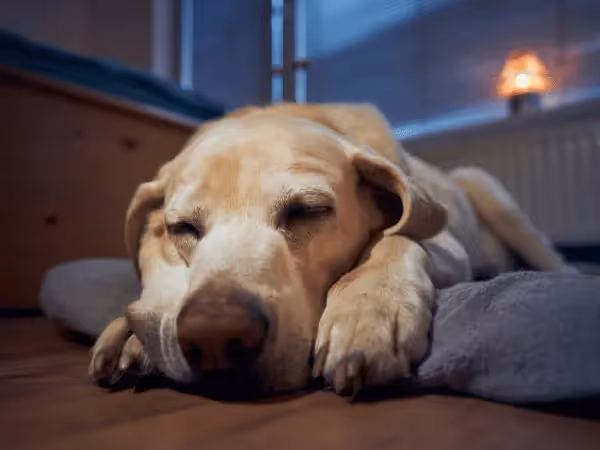 Close-up of a dog sleeping in a lion pose dog sleeping position