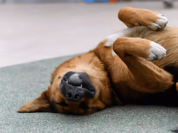 A dog sleeping soundly in a belly-up dog sleeping position
