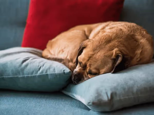 A dog sleeping in a curled up dog sleeping position