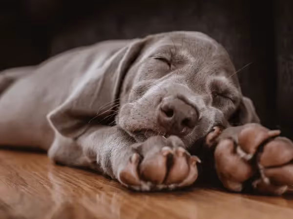 A dog sleeping in a lion pose or resting guard dog sleeping position 