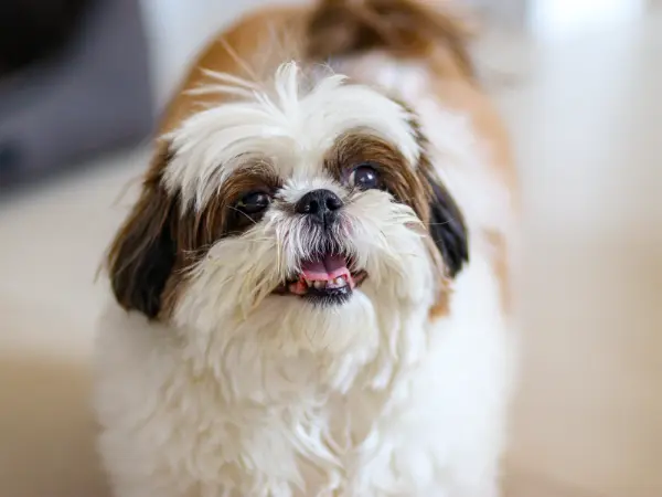 A photo of a healthy small dog happily waiting for food, representing the benefits of choosing the best dog food for small dogs