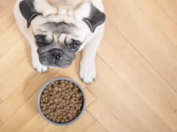 A small dog, a Pug, looking up happily while eating, representing the experience of serving the best dog food for small dogs