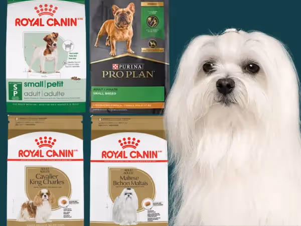Examples of the best dry dog foods for small dogs from trusted brands Royal Canin and Purina