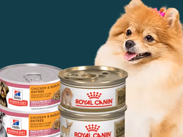 Examples of the best wet dog foods for small dogs from trusted brands Hill’s Science Diet and Royal Canin