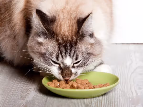 Close-up of a cat enjoying one of the best cat foods for indoor cats
