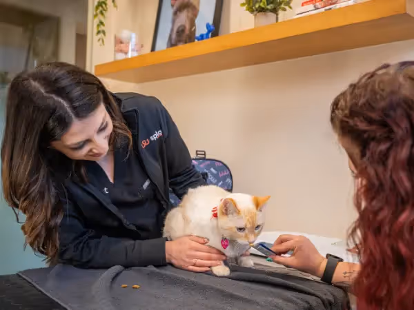 A cat brought to Sploot Vets, a Fear Free cat vet clinic in Colorado Springs, Denver, and Chicago, for a nutritional consultation, to determine the best indoor cat food