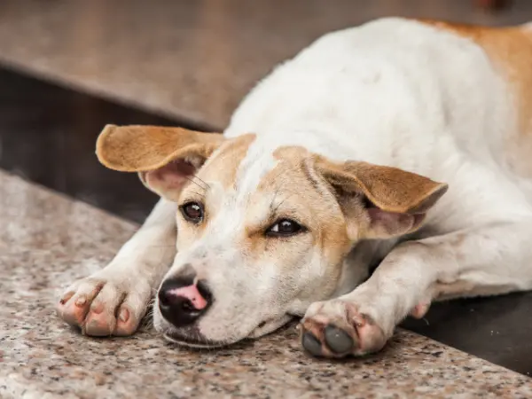 A resting dog representing lethargy, one of the common canine influenza symptoms