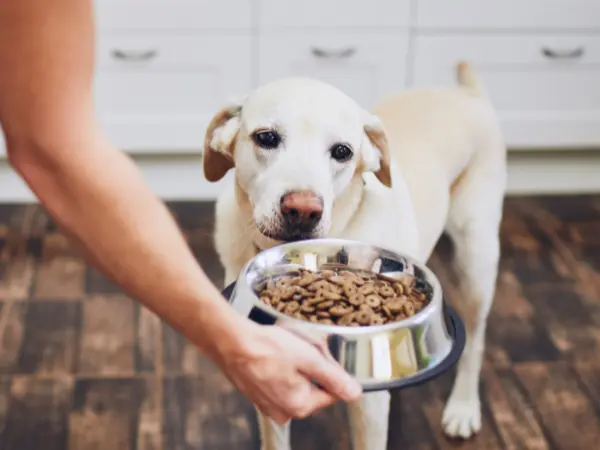 A dog refusing food, one of the common canine influenza or dog flu symptoms