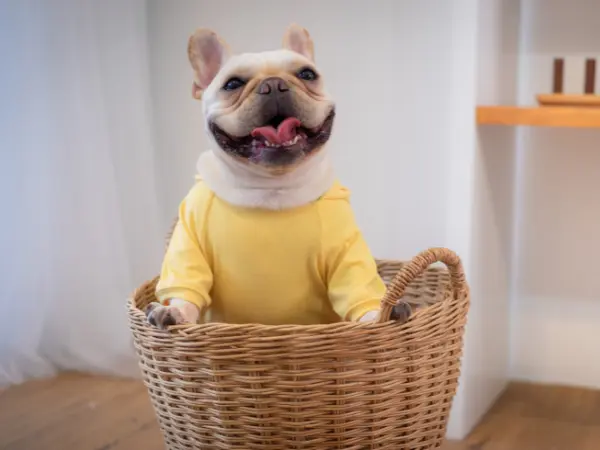 A healthy and happy French Bulldog, representing proper French Bulldog care and avoiding French Bulldog health issues
