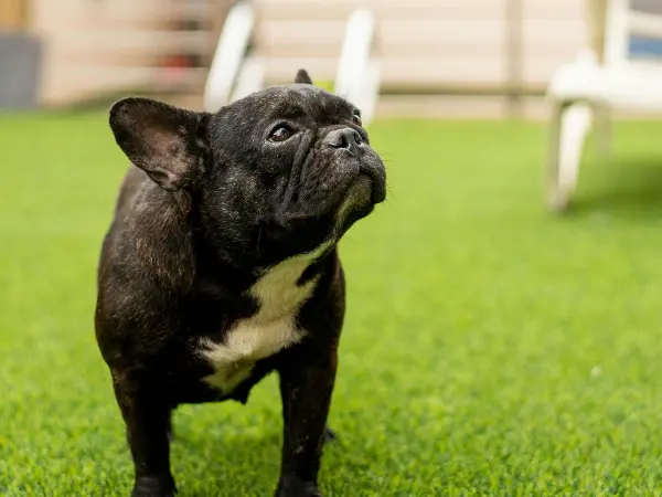 A photo of a healthy and happy French Bulldog, without any French Bulldog health issues