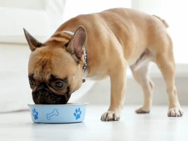 A French Bulldog eating, representing proper French Bulldog care and nutrition