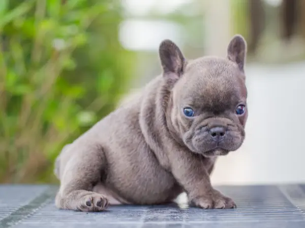 A photo of a tiny French Bulldog puppy, representing French Bulldog puppy care